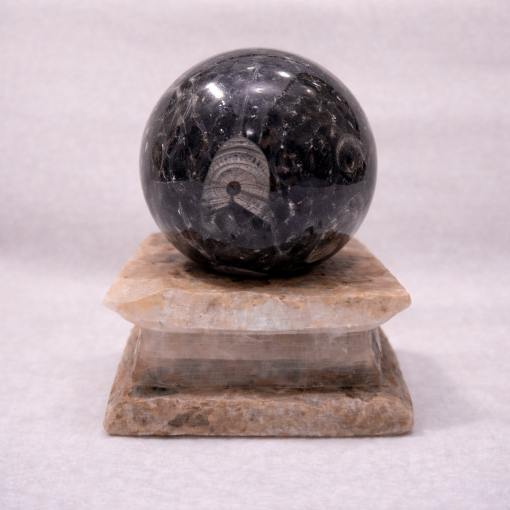 orthoceras fossil sphere for grounding and ancestral energy