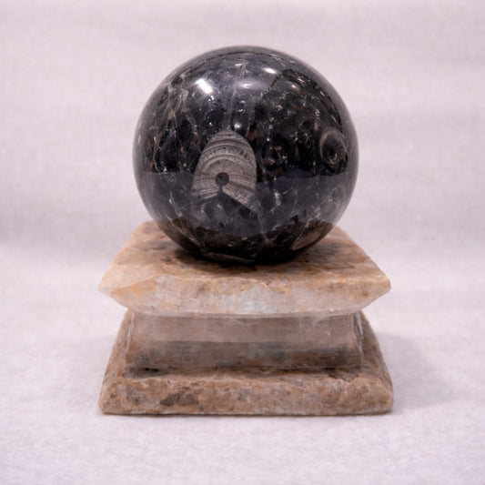 orthoceras fossil sphere for grounding and ancestral energy