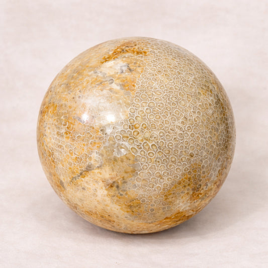 sea coral fossil sphere for calm awareness and stability