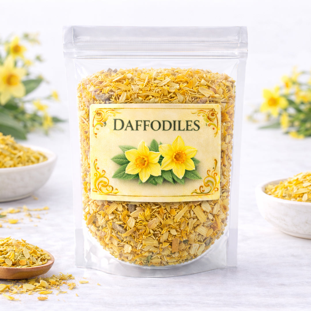 daffodils for renewal hope and fresh beginnings