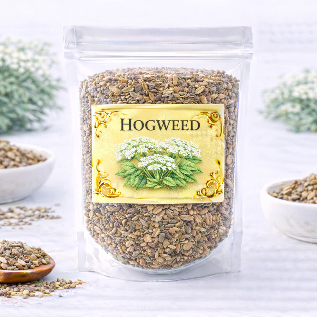 hogweed herb for protection clearing and strength