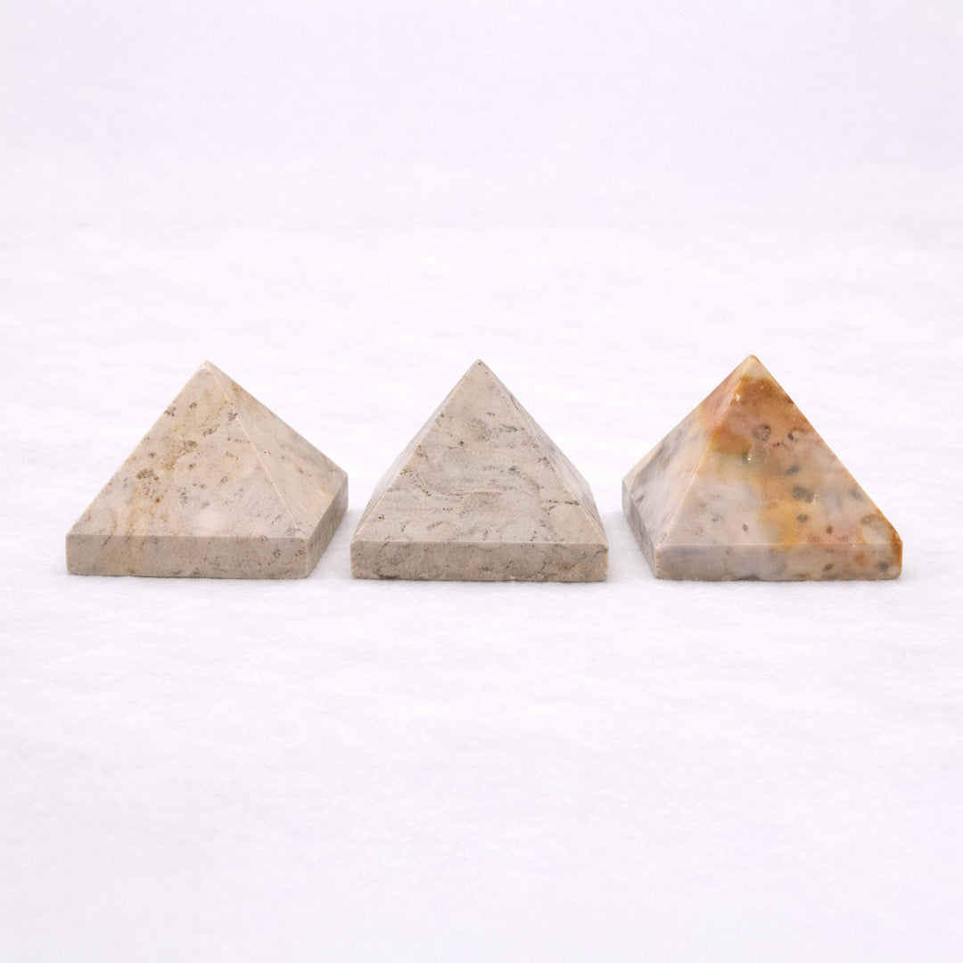 Sea coral fossil for decorative display