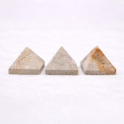 Sea coral fossil for decorative display