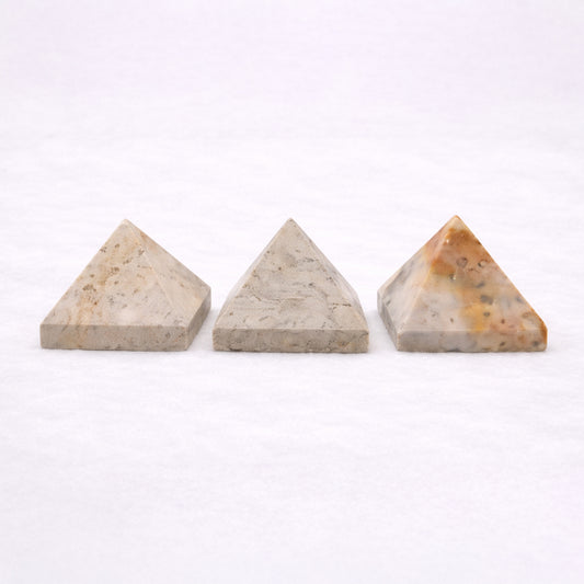 Sea coral fossil for decorative display