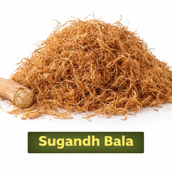 sugandh bala for pooja fragrance and rituals